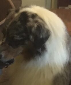 Highwave AutoDogMug Dog Water Bottle BPA-Free Portable Dog Water Bottle | Leak-Proof Portable Dog Water Bottle for Hiking and Traveling | Dish-Washer Safe, 20 oz Smoke 34 71tZVIYUHdL