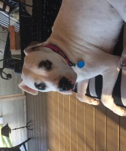 forepets Dog Training Whistle with Red Lanyard to Stop Barking. Professional Silent Adjustable Ultrasonic Tool to Train and Control Poppy Bark 13 71tcgeowYDL