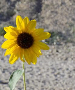 Nikon Coolpix L330 Digital Camera (Black) 26 71tgerJbEnL