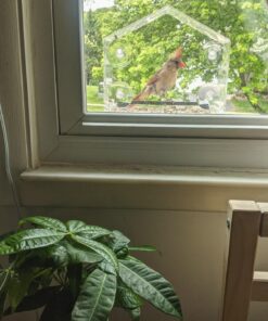 Window Bird Feeders for Outside - Large Bird House Style Window Bird Feeder - Window Bird Feeders with Strong Suction Cups with Drain Holes, Removable Tray, Large Seed Capacity and Rubber Perch 40 71tiIjAWtoL