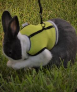 Oxbow Essentials Adult Rabbit Food - All Natural Adult Rabbit Pellets - Veterinarian Recommended- No Seeds, Fruits, or Artificial Ingredients- All Natural Vitamins & Minerals- Made in the USA- 10 lb. 10 Pound (Pack of 1) 34 71tjWyttULL 1