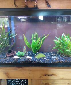 Seachem PhosGuard, 100 mL bagged - 67101850 33 71tmt1ORwkL