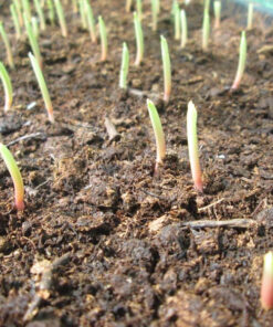 VIVOSUN 10"x 20.75" Seedling Heat Mat and Digital Thermostat Combo Set, UL & MET-Certified Warm Hydroponic Heating Pad for Germination, Indoor Gardening, Greenhouse 10"x20.75" 35 71tncVJwPWL