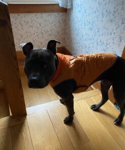 Kurgo Loft Dog Jacket, Reversible Dog Coat, Wear with Harness or Sweater, Water Resistant, Reflective, Winter Coat For Medium Dogs (Coastal Blue, M) Coastal Blue/Orange 55 71to5uIZ8VL