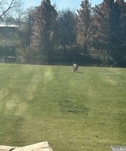 Flambeau Outdoors 5985MS-1 Lone Howler Coyote Decoy, One Size 29 71tqjxoBxiL