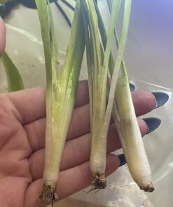 Jungle Vallisneria Rooted Plants 15-20 inches Tall - Easy Background Aquarium Plants 26 71tr5MmQ1UL