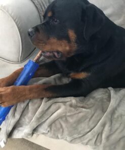 KONG - Squeezz Stick - Strong Squeaky Dog Toy, Squeaks even if punctured - For Large Dogs (Assorted Colors) 28 71ts7UzElFL