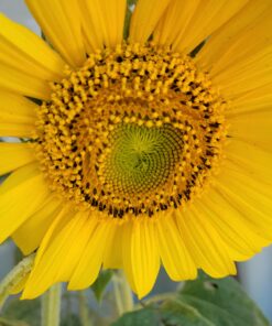 Burpee American Giants Hybrid Sunflower Seeds 50 seeds 17 71ttNoGRyZL