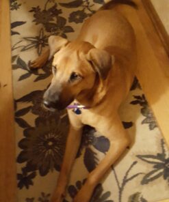 POINTPET Glucosamine for Dogs - Hip & Joint Supplement - Dog Mobility Soft Chews with Chondroitin & MSM - Dog Supplement with Omega 3, Vitamin C & E for Hips and Joints 120cnt 120 Soft Chews 32 71tukQN3PzL