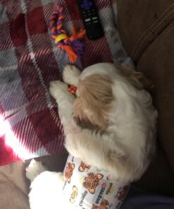 Petstages Mini Dental Chew Starter Pack for Puppies - 3 Pack Mini Chew 3 Pk 33 71twK0nmQLL