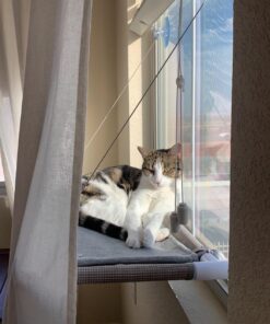 Taste Of The Wild Rocky Mountain Grain-Free Dry Cat Food With Roasted Venison & Smoke-Flavored Salmon 5lb 5 Pound (Pack of 1) 28 71tyPROUCL