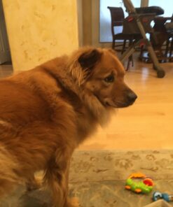 NUTRO NATURAL CHOICE Adult Dry Dog Food, Chicken & Brown Rice Recipe Dog Kibble, 30 lb. Bag 30 Pound (Pack of 1) 47 71tza4MPzoL