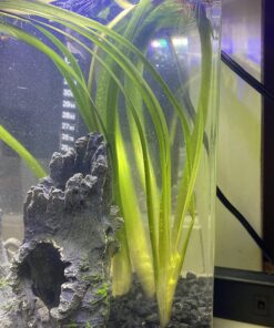 Jungle Vallisneria Rooted Plants 15-20 inches Tall - Easy Background Aquarium Plants 27 71u3EpKm7L