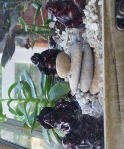 JapanBargain 3578, Set of 6 Buddha Statues Laughing Buddha Lucky Buddha Happy Buddha Gods Figures Fengshui Decoration, Rosewood Color 48 71u67Oav6oL