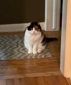 Tomcat Press 'N Set Mouse Trap, Plastic, Spring-Loaded Mouse Killer with Grab-Tab, 2 Traps Mouse Traps (2 Traps) 54 71u7JVTUmrL