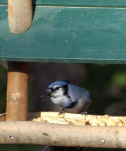 Wakefield Extra Large Virginia Peanuts for Animals, 25 LBS Peanut 25 Pound (Pack of 1) 29 71uANg06PuL