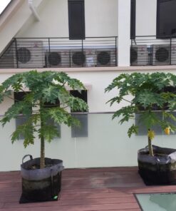 Hydrofarm HGDB25 Flexible Portable Planter, 25 Gallon Dirt Pot, 25 gal Handles 13 71uBTOH0mmL