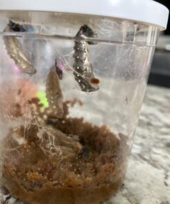 Insect Lore 5 Live Caterpillars Cup of Caterpillars Butterfly Kit Refill - Plus Butterfly Life Cycle Stages Toy Figurines - Shipped Now 76 71uC8DI9MiL