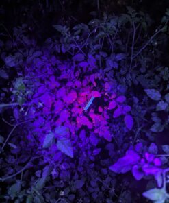 Escolite UV Flashlight Black Light, 51 LED 395 nM Ultraviolet Blacklight Detector for Dog Urine, Pet Stains and Bed Bug 51 UV LED Flashlight 31 71uCYeCjcdL