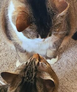 Advantage II Large Cat Vet-Recommended Flea Treatment & Prevention | Cats Over 9 lbs. | 2-Month Supply 2 Pack Large Cat only 31 71uEMZz QRL 5