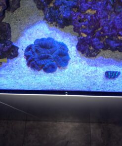 Chemi-Clean - 2 g 2g 73 71uFbyH59uL