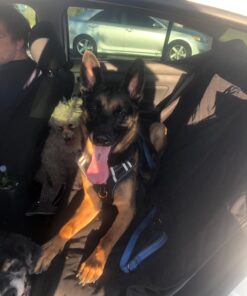 Vastar 2 Packs Adjustable Pet Dog Cat Car Seat Belt Safety Leash Vehicle Seatbelt Harness Black 39 71uFuYNDcTL