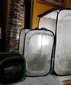 RESTCLOUD Insect and Butterfly Habitat Cage Terrarium Pop-up 23.6 Inches Tall White With Black 15.7 x 15.7 x 23.6 inches 33 71uGvCihoRL