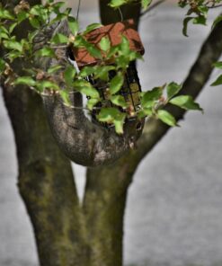 More Birds Double Suet Cage Bird Feeder with Metal Roof, Fruit and Suet Feeder, 2 Suet Cake Capacity Brown Double Cage 35 71uIbO uYjL