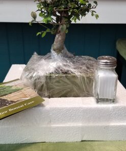 Brussel's Live Chinese Elm Outdoor Bonsai Tree - 5 Years Old; 6" to 8" Tall with Decorative Container Small CERAMIC POT 68 71uJPTAcPqL