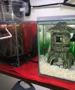 Marina CUBUS Glass Betta Kit – Elegant Glass Aquarium for Homes or Offices 48 71uMrCUqK2L