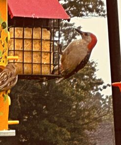 Wildlife Sciences High Energy Suet Cake 10 Pack 27 71uNhynmnL