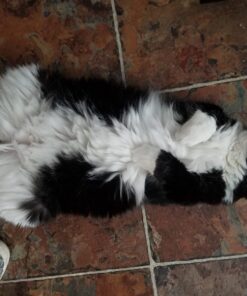 Thunderpaws Best Professional De-Shedding Tool and Pet Grooming Brush, D-Shedz for Breeds of Dogs, Cats with Short or Long Hair, Small, Medium and Large (Yellow) Yellow 31 71uTaIXMGJL