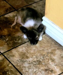 Activate II Flea and Tick Prevention for Dogs | 4 Count | Small Dogs 4-10 lbs | Topical Drops | 4 Months Flea Treatment 39 71uW0PDVAFL