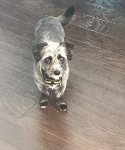 PetYeah Dog Bark Collar-5 Adjustable Sensitivity and Intensity Levels-Dual Anti-Barking Modes-Rechargeable/Rainproof/Reflective -No Barking Control Dog Shock Collar for Small Medium Large Dog 33 71uYB0q5XL