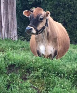 BULKSUPPLEMENTS.COM Ascorbic Acid Powder - Vitamin C Powder, Pure Vitamin C Ascorbic Acid, 1000mg Vitamin C - Powdered Vitamin C, Food Grade & Gluten Free - 1000mg per Serving, 1kg (2.2 lbs) 2.2 Pound (Pack of 1) 40 71uYSJNgUZL