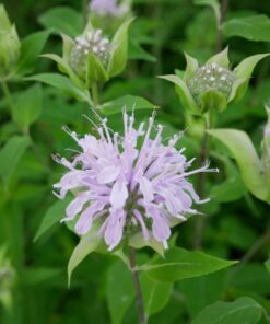 OM SYSTEM OLYMPUS M.Zuiko Digital 14-42mm F3.5-5.6 EZ Black For Micro Four Thirds System Camera, Compact 3x zoom Lens 36 71uYhbDyiQL