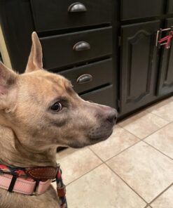 Wild Alaskan Salmon Oil for Dogs & Cats - Omega 3 Skin & Coat Support - Liquid Food Supplement for Pets - Natural EPA + DHA Fatty Acids for Joint Function, Immune & Heart Health, 32 Fl Oz 32 Fl Oz (Pack of 1) 30 71ubWjYCbmL