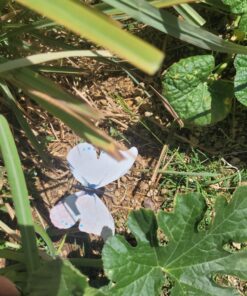 Teenitor 40 Pcs Butterfly Stakes, 5 Different Size Garden Ornaments Patio Decor Butterfly Party Supplies Outdoor Yard Stakes Decorative 1 1.7/2.7/3.5/4.8/5.9inch 38 71ue8QwmIaL