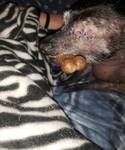 Nylabone Healthy Edibles All-Natural Long Lasting Bacon Flavor Chew Treats 1 count pack of 3 Bacon Small/Regular 3 Bacon Dog Treats 3 Count (Pack of 1) 26 71ug44Dh9aL