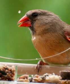 Large Clear Window Bird Feeder - Extended House with Strong Suction Cups - Steel Perch Sliding Feed Seed Tray - See Through Transparent Big Birdhouse - Wild Finch, Cardinal, Blue Jay - Cool Cat Gift 80 71ugEndew3L