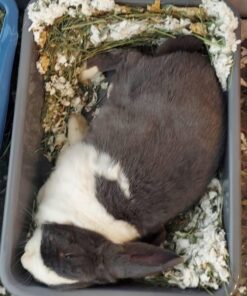 Eagrye 4-Pack Bus Tubs, Commercial Tote Box, Plastic Bus Box (13 L Capacity), Grey 13 L 21 71uhA 0K1pL