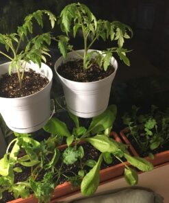 7 Varieties of Leafy Power Green Organic Seeds, Non-GMO Seeds for Planting, Heirloom Seeds - Spinach Seeds, Arugula, Kale, Lolla Rossa Lettuce Seeds, Buttercrunch, Gourmet Mix Lettuce, Swiss Chard 40 71uhvTxJvuL