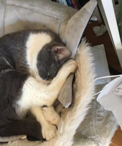 K&H Pet Products Self-Warming Crate Pad, Warming Dog Crate Bed, Machine Washable Dog Crate Mat, Gray X-Small 14 X 22 Inches 22.0"L x 14.0"W x 1.0"Th 32 71uiNPzE8PL