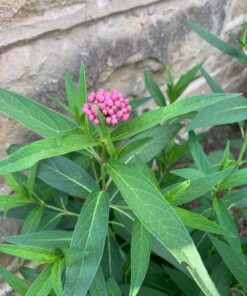 Seed Needs, Swamp Milkweed Seed Packet Collection (2 Varieties of Asclepias for Planting and Attracting Monarch Butterflies) Heirloom, Untreated & Open Pollinated 28 71ukhFouv L