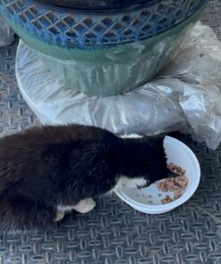 Purina Cat Chow Naturals With Added Vitamins, Minerals and Nutrients Dry Cat Food, Naturals Original - 13 lb. Bag Chicken & Salmon 13.00 Pound (Pack of 1) 34 71ul7hAkXlL