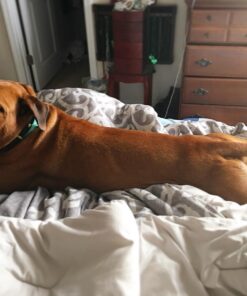 Life Line Pet Nutrition Wild Alaskan Fish Oil Omega-3 Supplement for Skin & Coat – Supports Brain, Eye & Heart Health in Dogs & Cats, 128oz 31 71ulOw6SFL 1