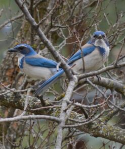 NIKON AF-S DX NIKKOR 55-200mm f/4-5.6G ED VR II Lens - White Box (New) Base 33 71ulyi1grxL