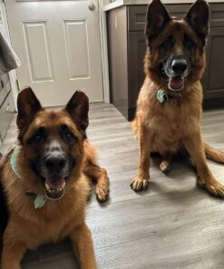 Blue Buffalo Basics Skin & Stomach Care, Natural Adult Dry Dog Food, Salmon & Potato 24-lb 24 Pound (Pack of 1) 33 71umSNN8K9L