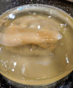 Jun Kombucha Starter Culture - USDA Certified Organic Jun SCOBY & Starter Tea - Makes 1 Gallon - Brewed with Organic Green Tea & Honey - Brew Jun Tea! 49 71umYCW0YmL