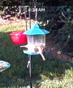 Ogrmar Hanging Gazebo Wild Bird Feeder -Perfect for Garden Decoration and Bird Watching for Bird Lover and Kids (Green) 31 71uo0bzHZL